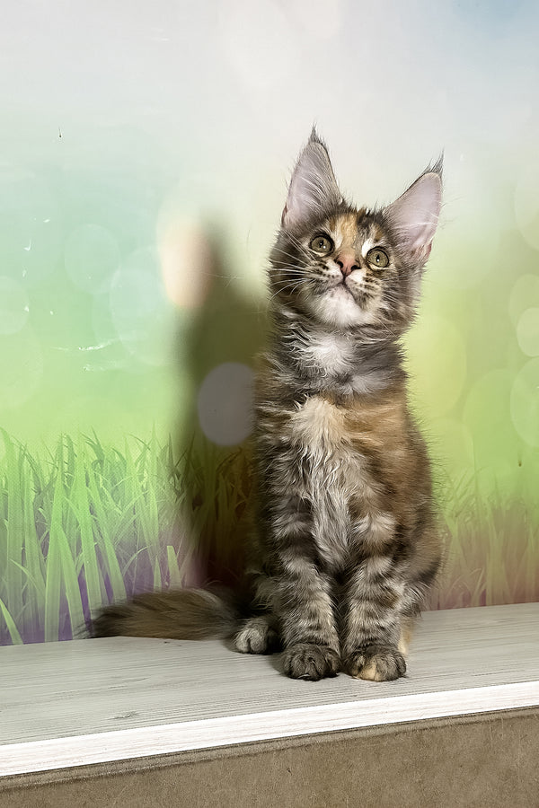 Sansa | Maine Coon Kitten