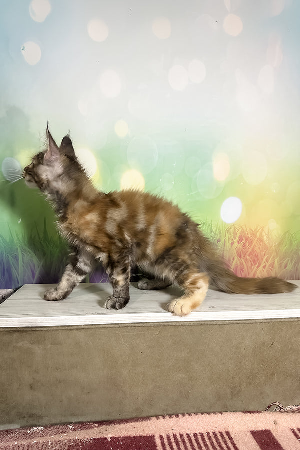 Sansa | Maine Coon Kitten