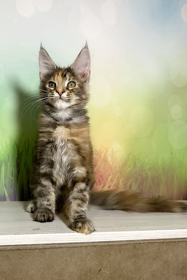 Sansa | Maine Coon Kitten