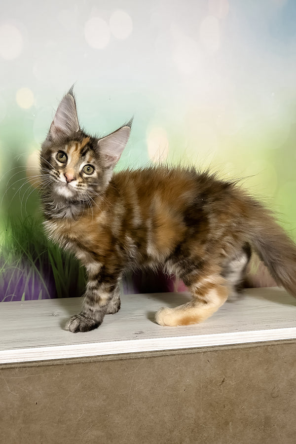 Sansa | Maine Coon Kitten
