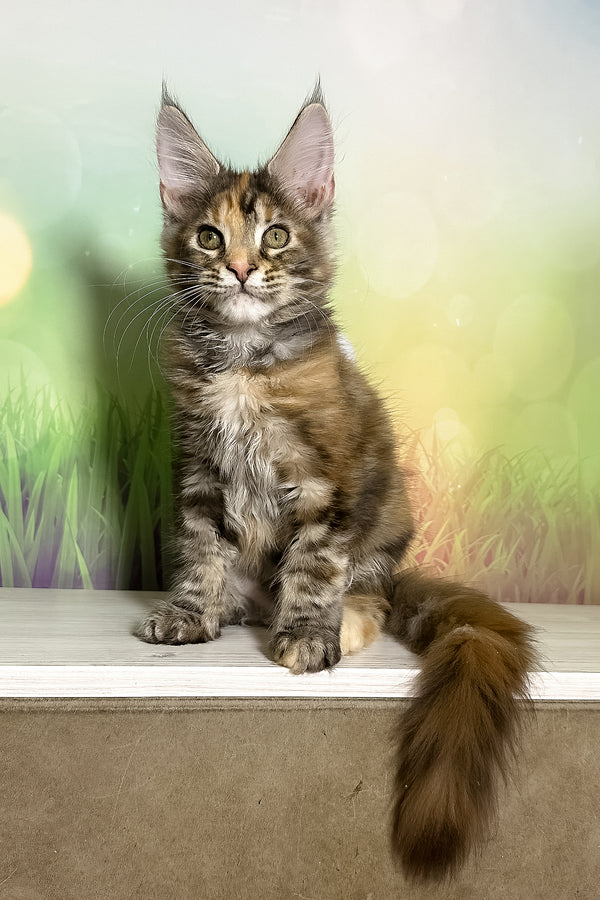 Sansa | Maine Coon Kitten