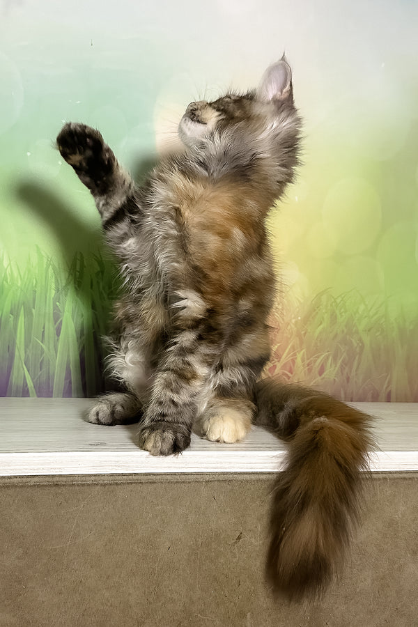 Sansa | Maine Coon Kitten