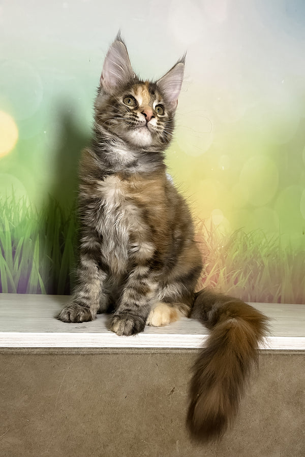 Sansa | Maine Coon Kitten
