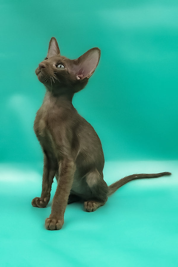 Sansay | Oriental Shorthair Kitten