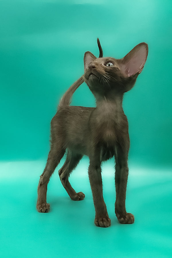 Sansay | Oriental Shorthair Kitten