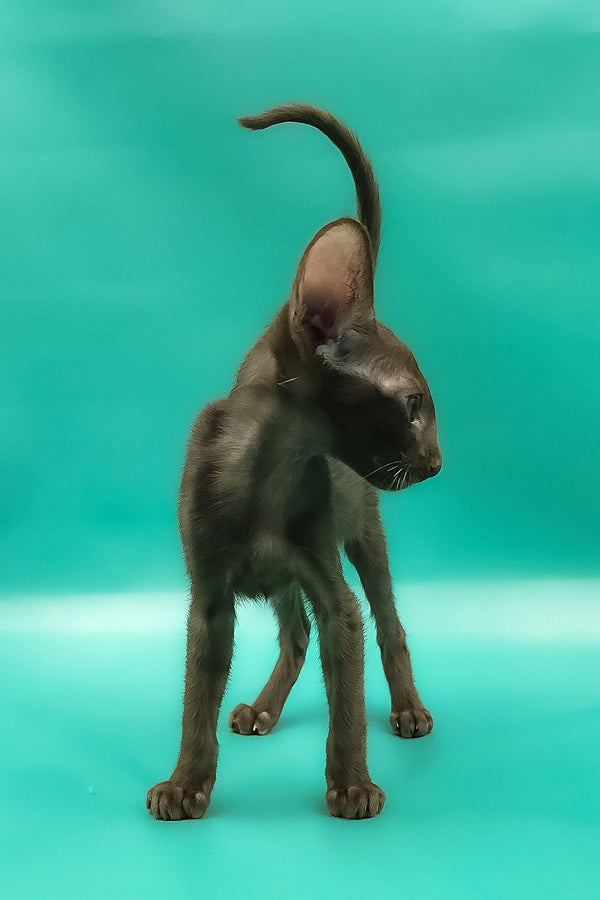Sansay | Oriental Shorthair Kitten