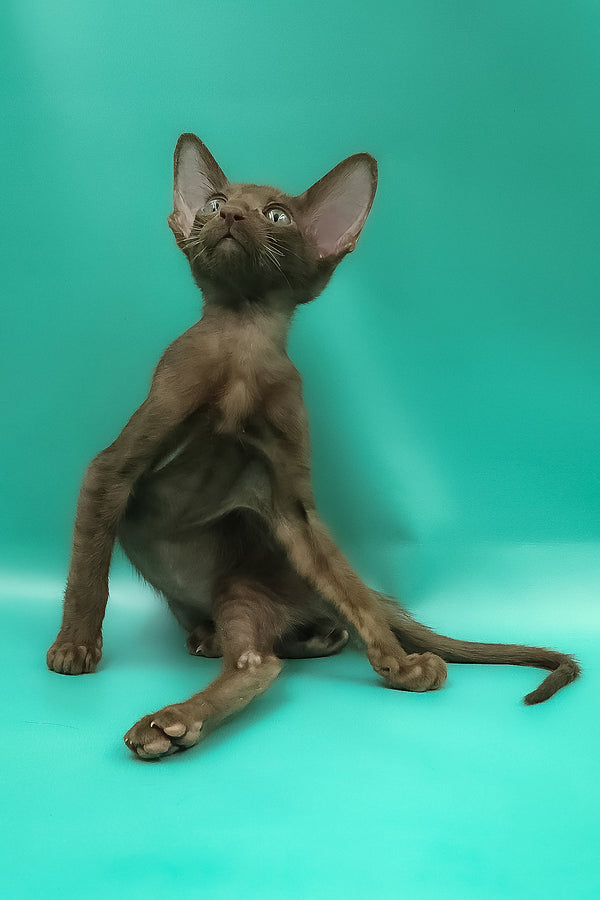 Sansay | Oriental Shorthair Kitten