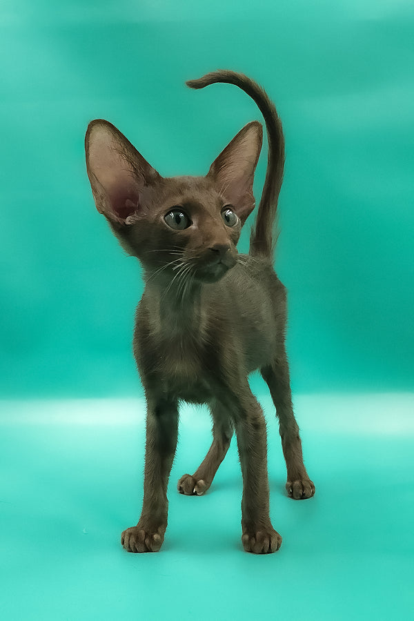 Sansay | Oriental Shorthair Kitten