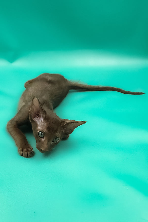 Sansay | Oriental Shorthair Kitten