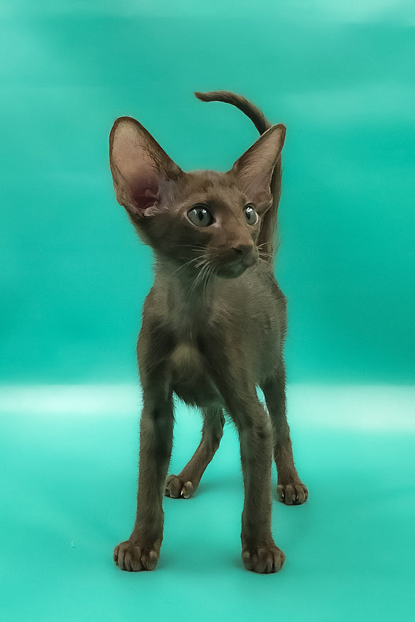 Sansay | Oriental Shorthair Kitten