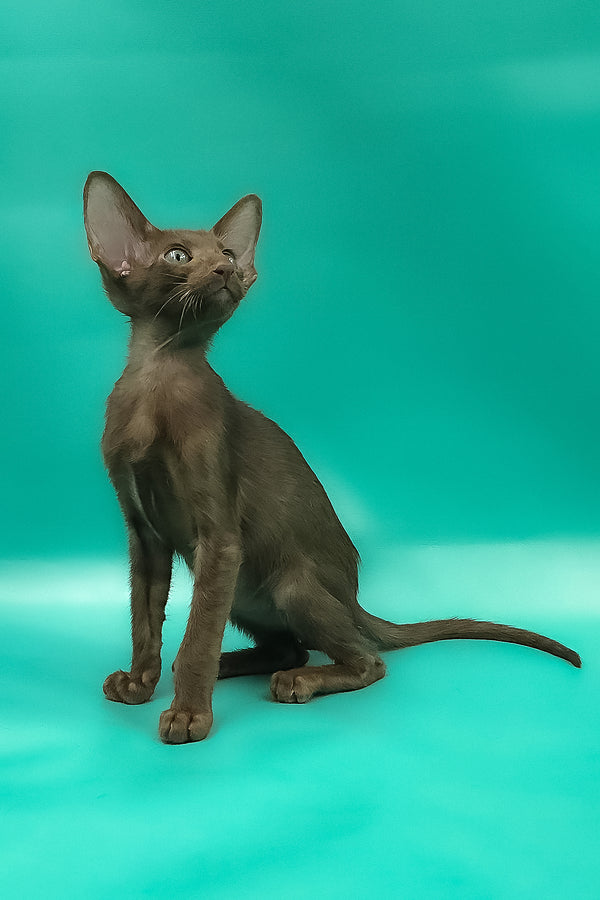 Sansay | Oriental Shorthair Kitten