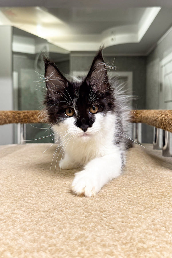 Santa | Maine Coon Kitten