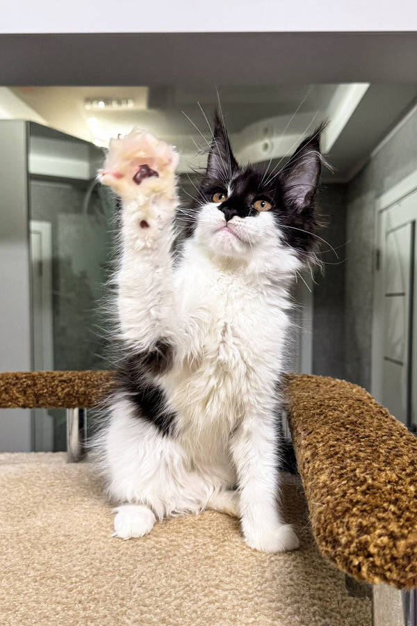 Santa | Maine Coon Kitten