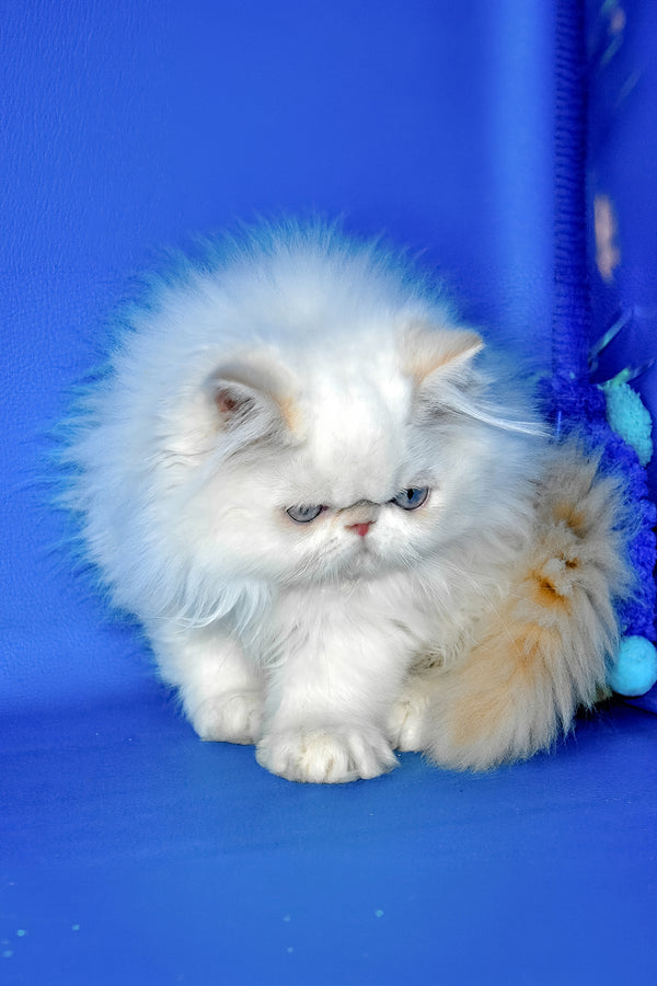 Sapfir | Persian Kitten