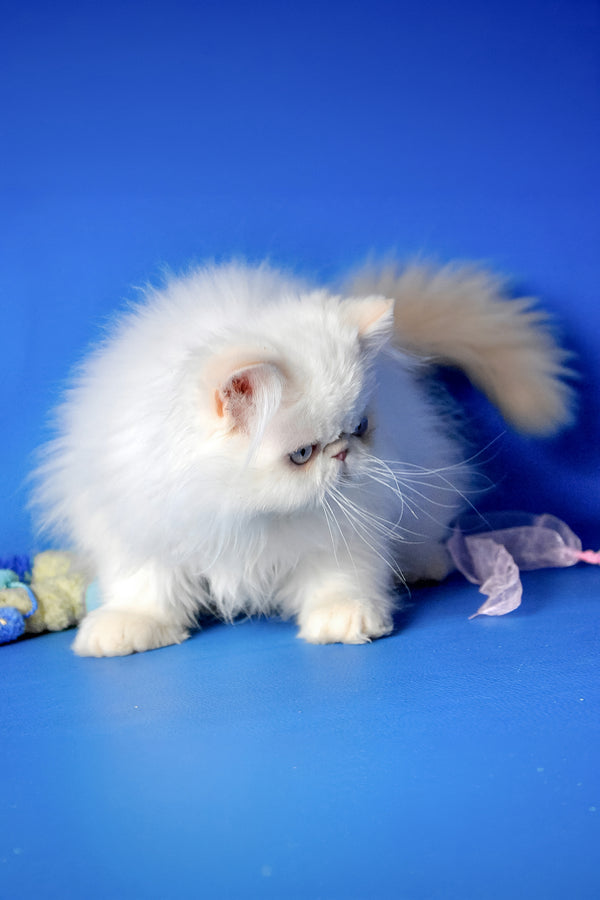 Sapfir | Persian Kitten
