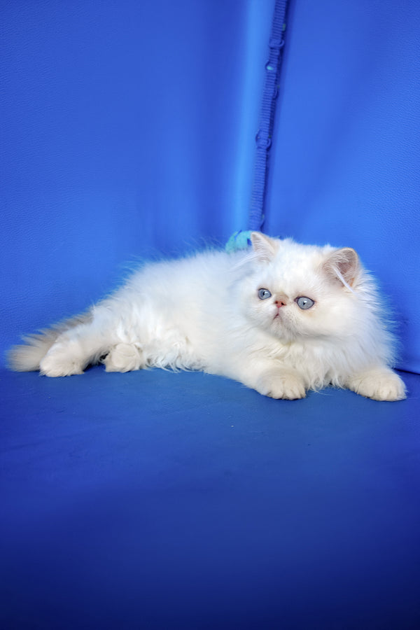 Sapfir | Persian Kitten