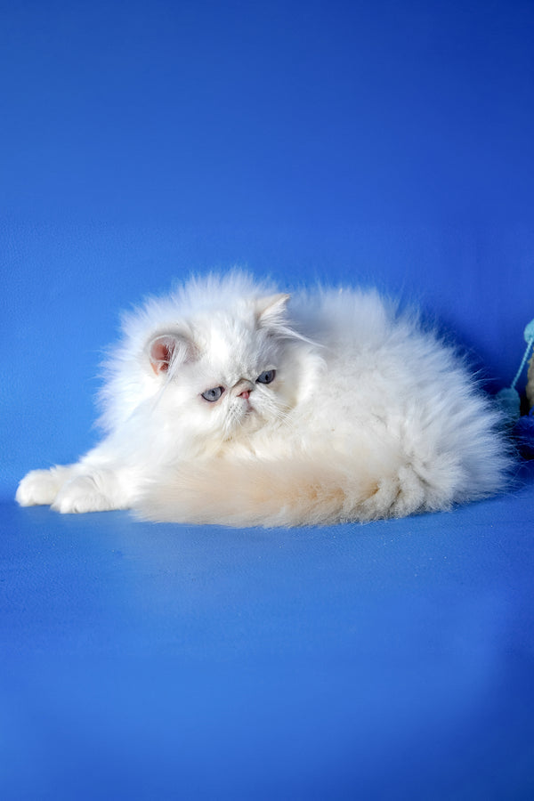 Sapfir | Persian Kitten