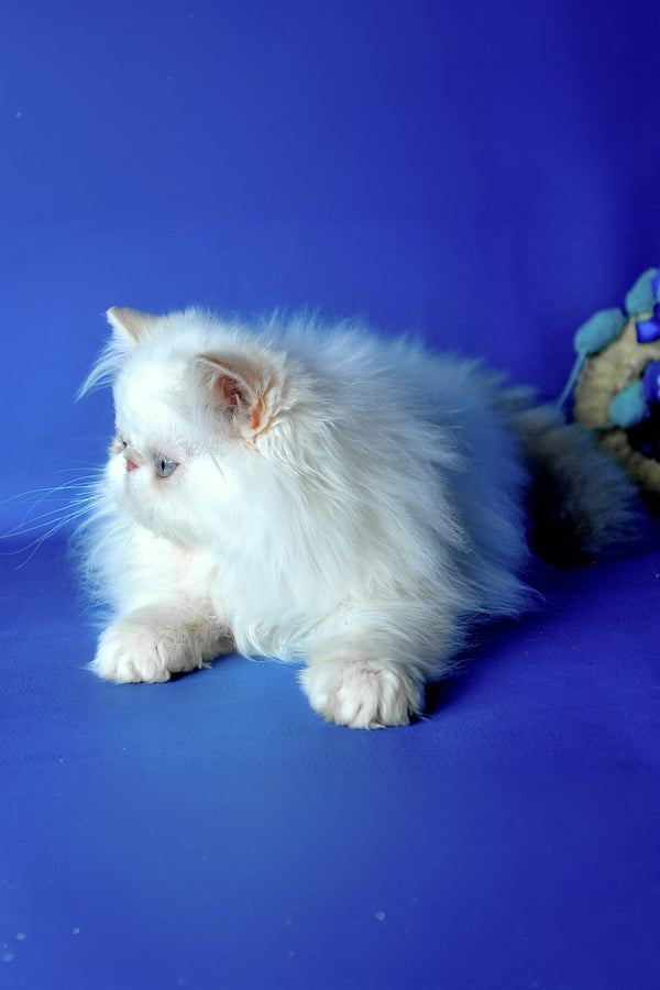 Sapfir | Persian Kitten