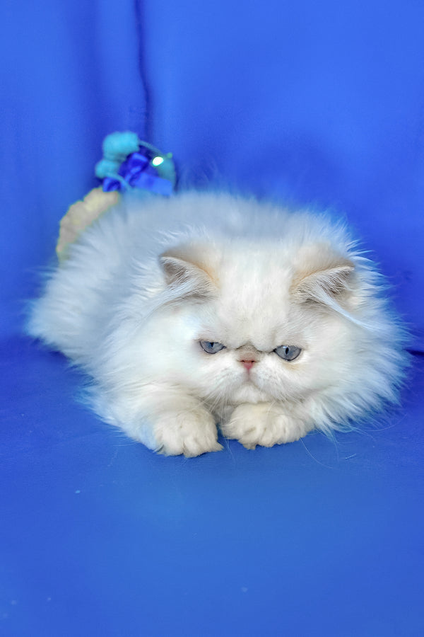 Sapfir | Persian Kitten