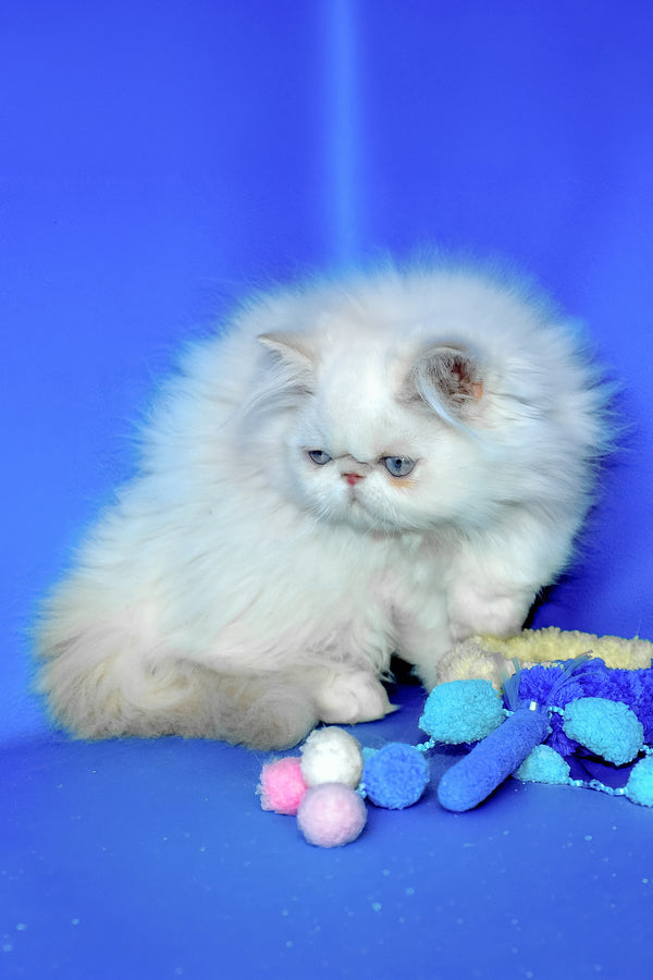 Sapfir | Persian Kitten