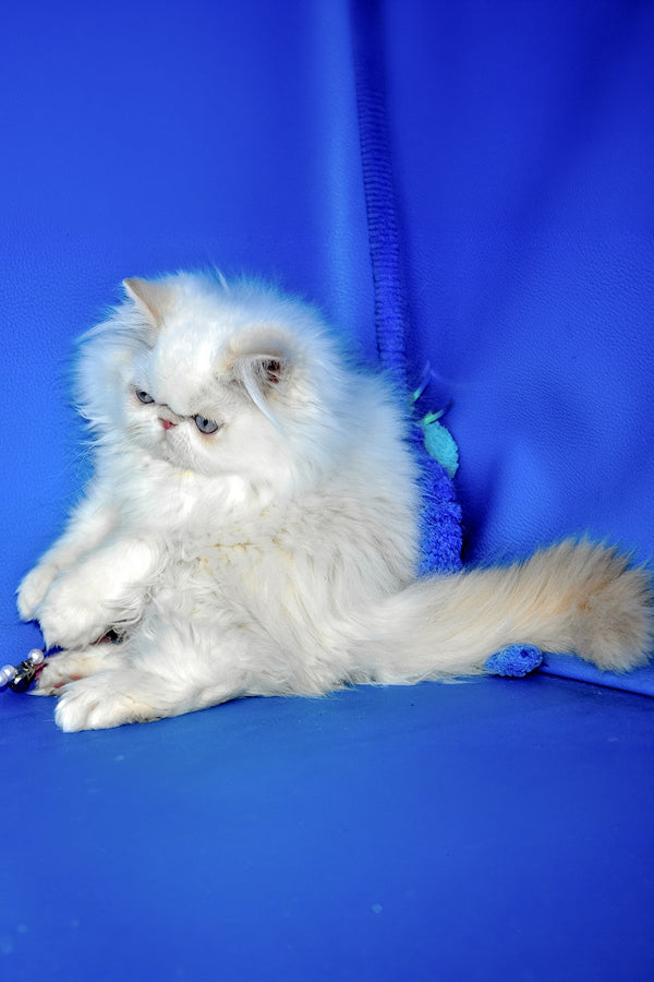 Sapfir | Persian Kitten