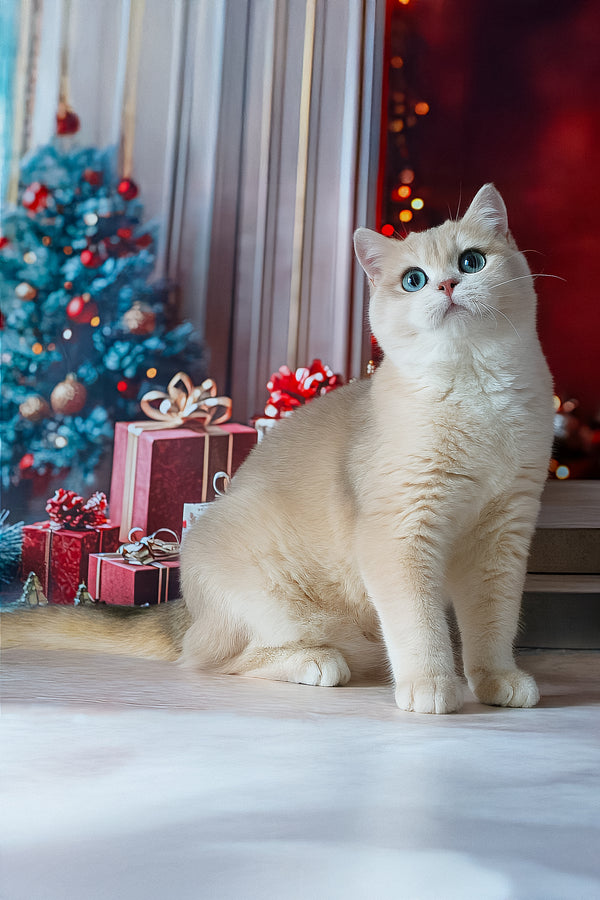 Sapfir | British Shorthair Kitten