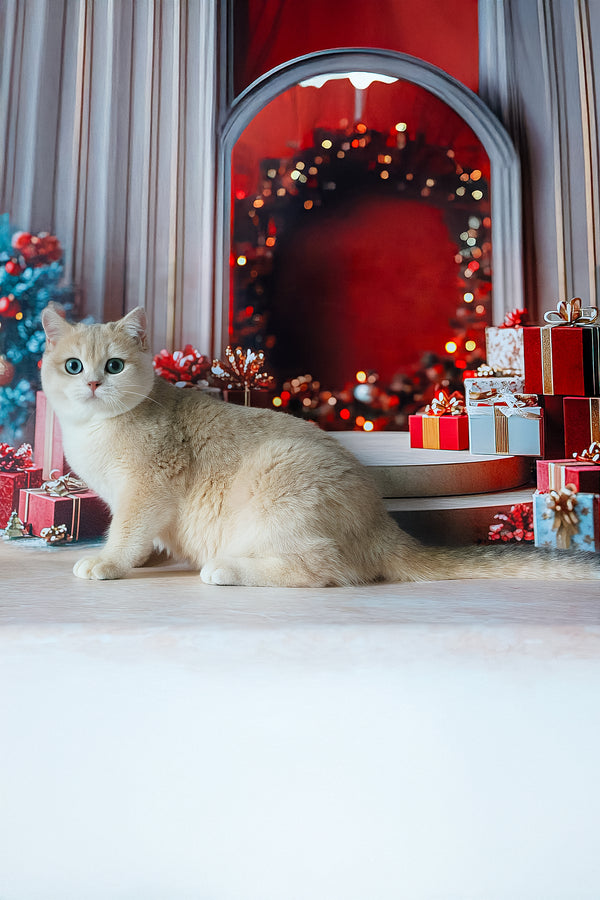 Sapfir | British Shorthair Kitten