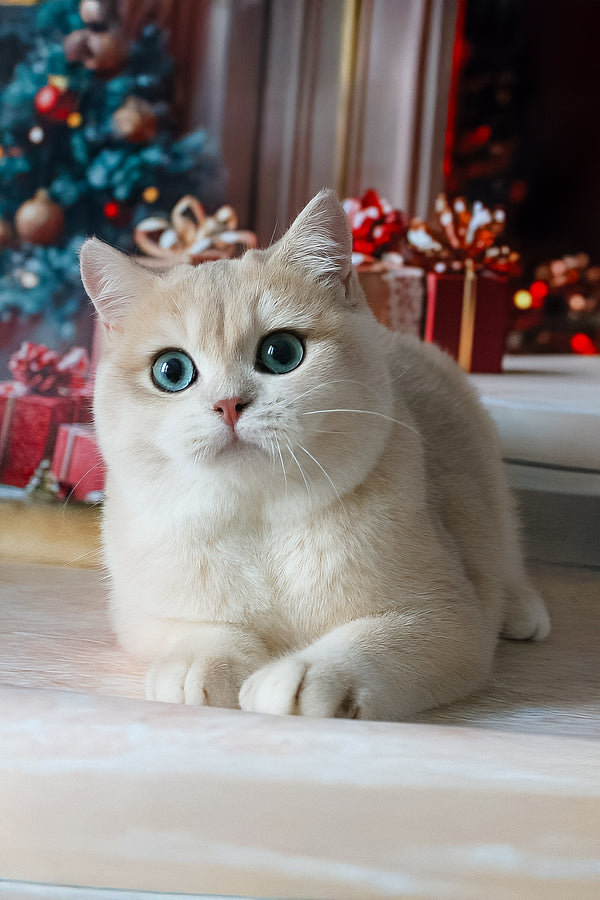 Sapfir | British Shorthair Kitten
