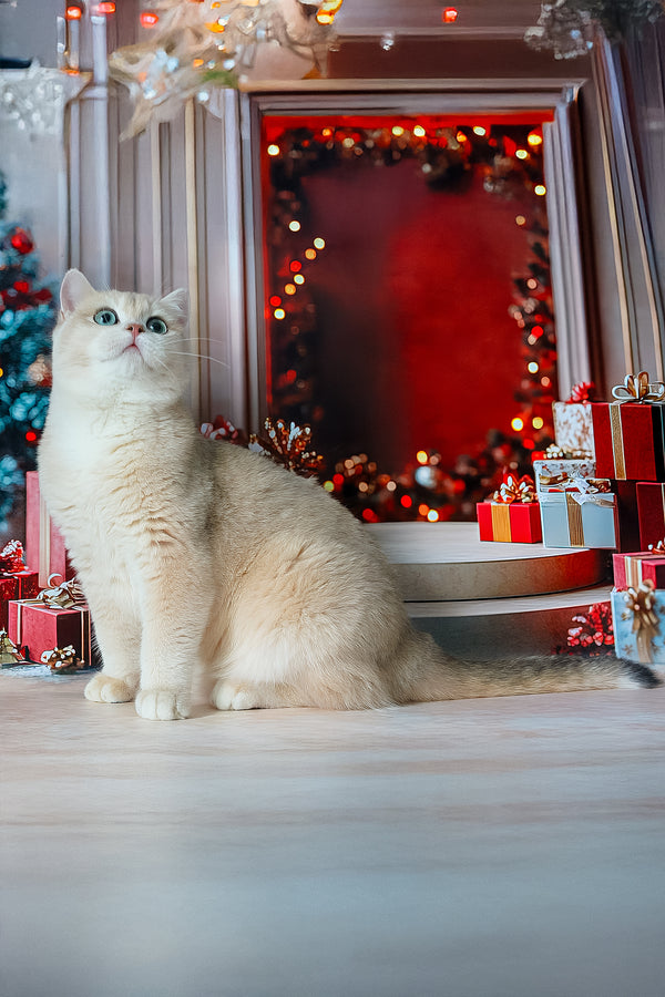 Sapfir | British Shorthair Kitten