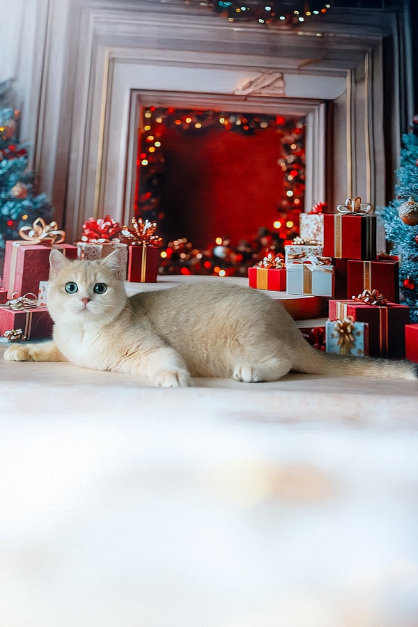 Sapfir | British Shorthair Kitten