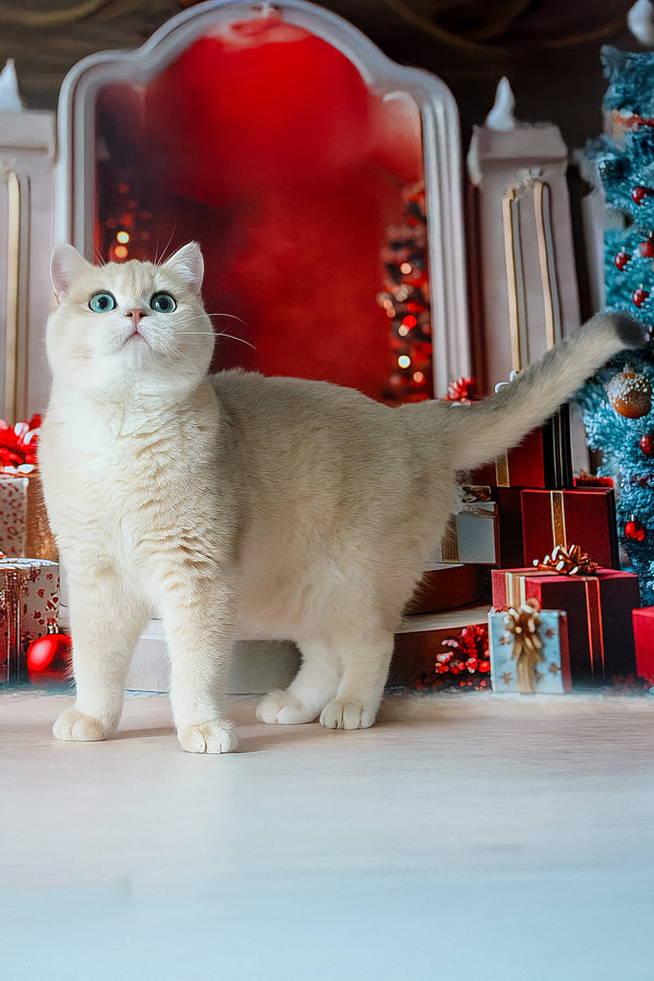 Sapfir | British Shorthair Kitten