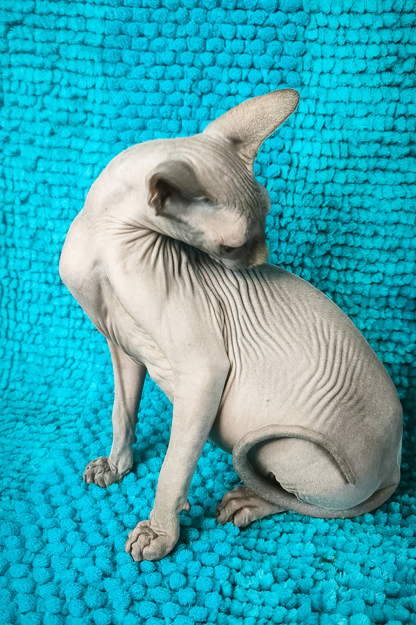 Sapphire Salidzhi Saner | Canadian Sphynx Kitten