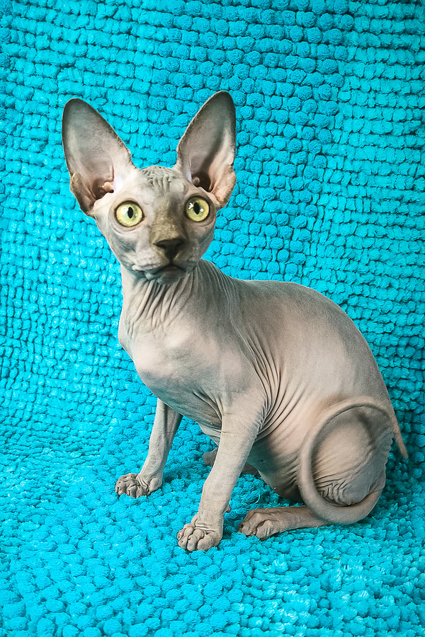 Sapphire Salidzhi Saner | Canadian Sphynx Kitten