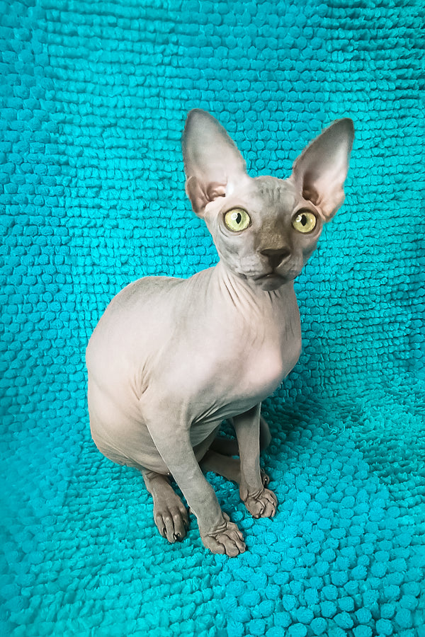 Sapphire Salidzhi Saner | Canadian Sphynx Kitten