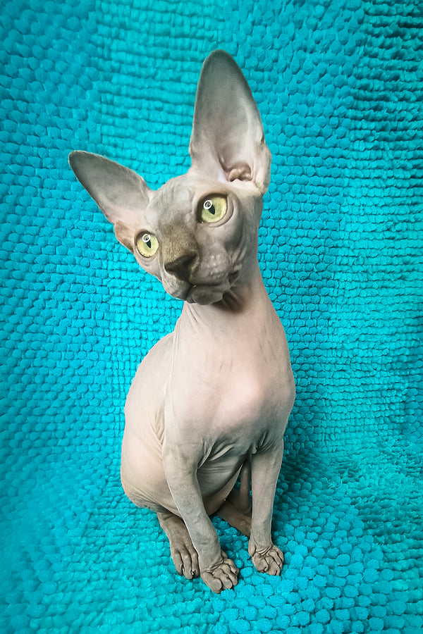 Sapphire Salidzhi Saner | Canadian Sphynx Kitten