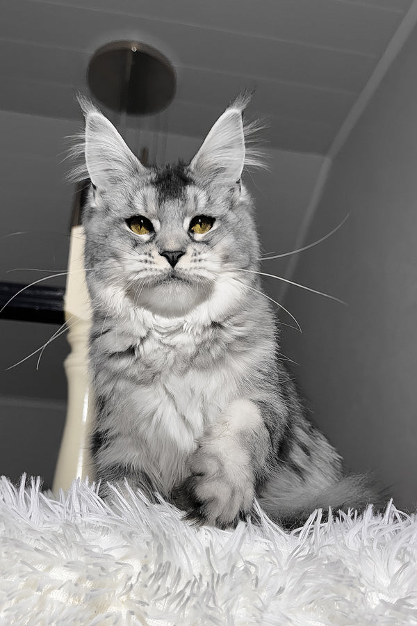 Sapphire | Maine Coon Kitten