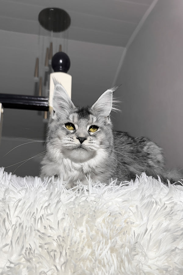 Sapphire | Maine Coon Kitten