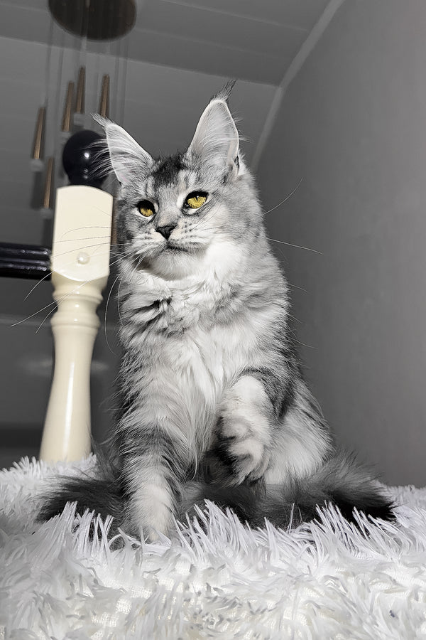 Sapphire | Maine Coon Kitten