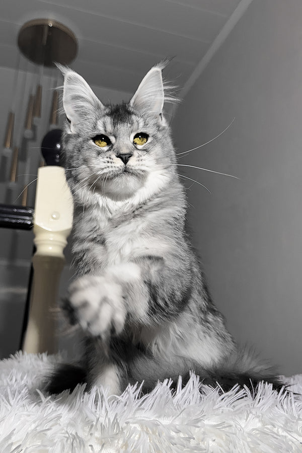 Sapphire | Maine Coon Kitten