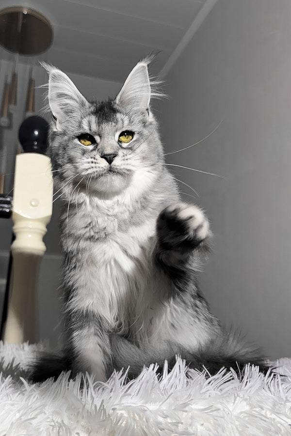 Sapphire | Maine Coon Kitten