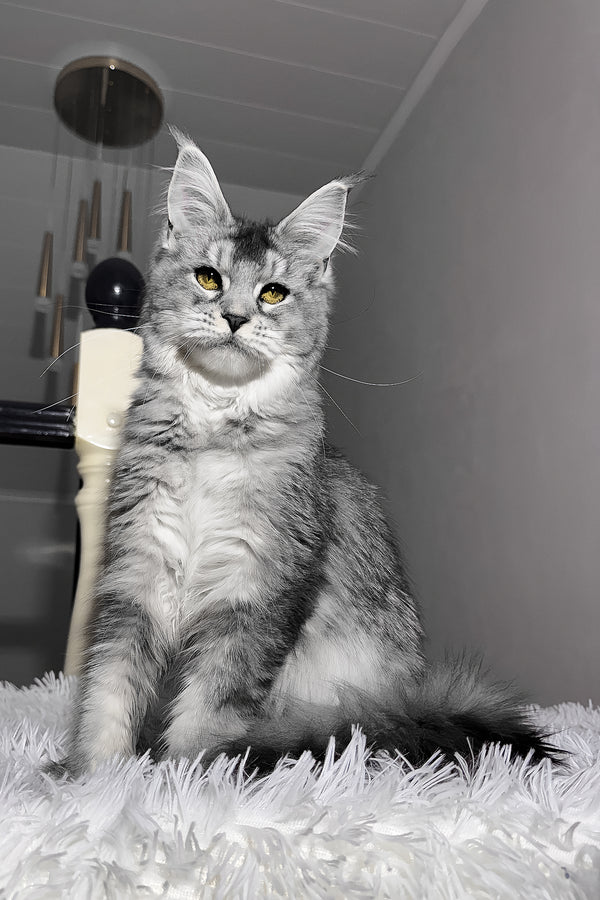 Sapphire | Maine Coon Kitten