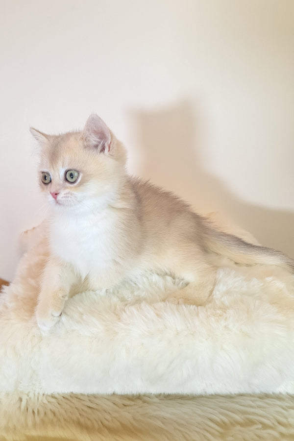 Sapphire | British Shorthair Kitten