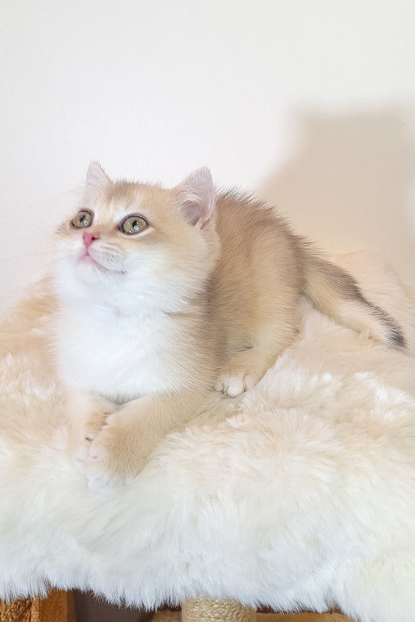 Sapphire | British Shorthair Kitten