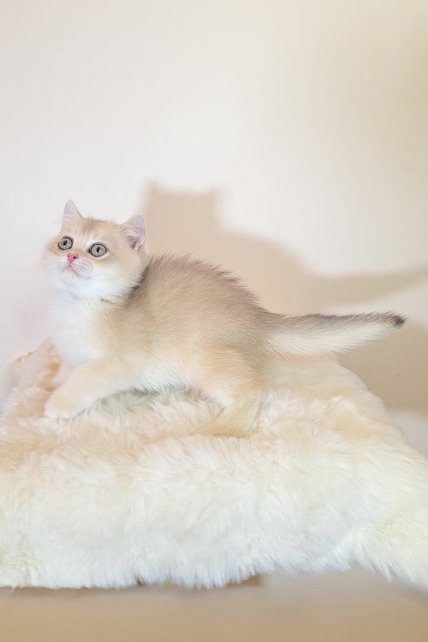 Sapphire | British Shorthair Kitten