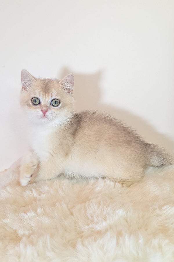 Sapphire | British Shorthair Kitten