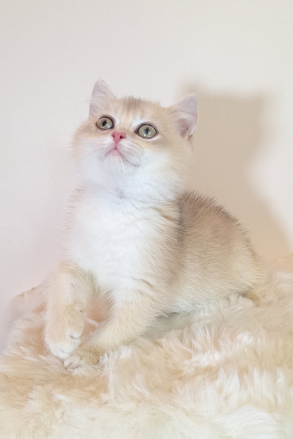 Sapphire | British Shorthair Kitten