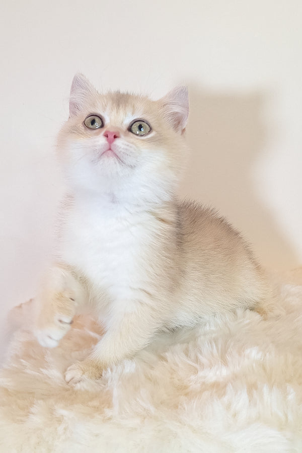 Sapphire | British Shorthair Kitten