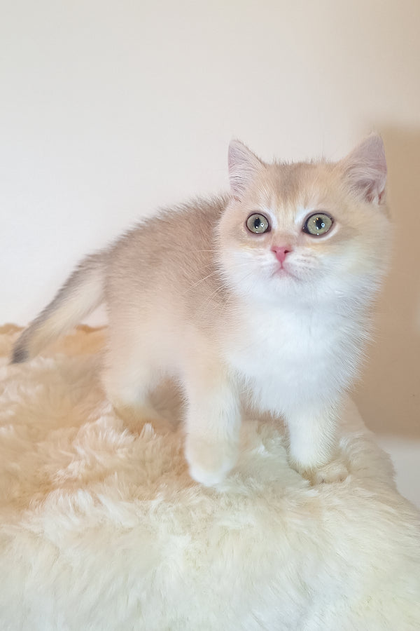Sapphire | British Shorthair Kitten