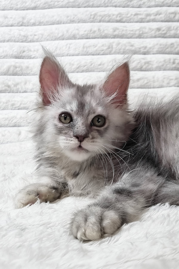 Sara | Maine Coon Kitten