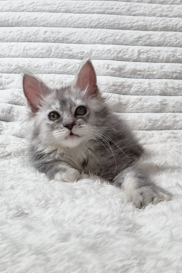 Sara | Maine Coon Kitten